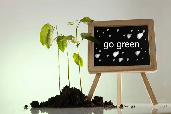 Mini Pizarra Planta Verde Joven Suelo — Foto de Stock