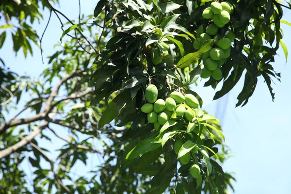 Χαμηλή Γωνία Προβολής Της Mango Tree — Φωτογραφία Αρχείου
