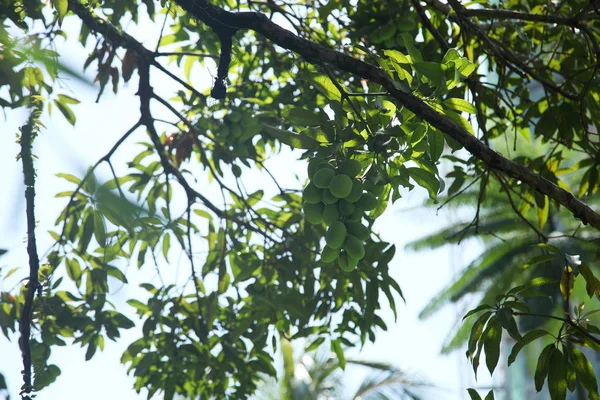 Blick Auf Den Mangobaum Aus Niedrigem Winkel — Stockfoto