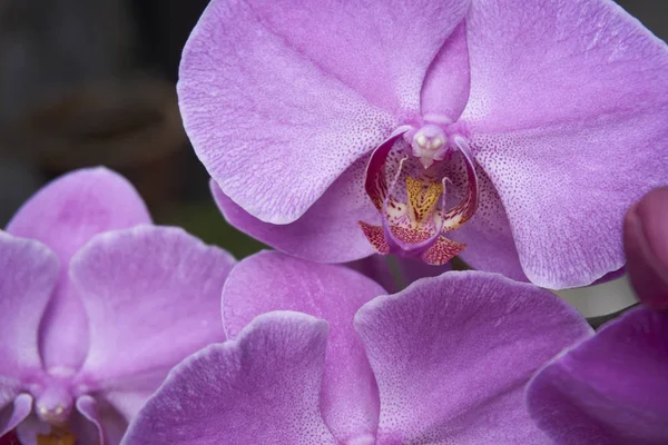 arka bahçesinde çiçek açan orkide çiçek