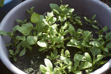 Bahçe ve ev arka bahçesinde organik sebze büyüyen.