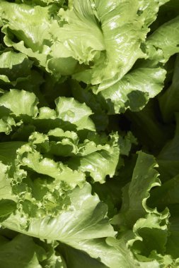 Bahçe ve ev arka bahçesinde organik sebze büyüyen.