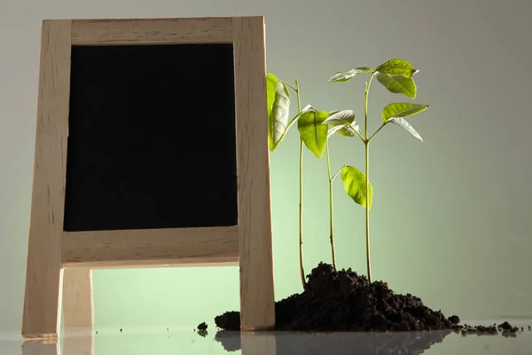 Mini Blackboard Och Ung Grön Växt Mark — Stockfoto