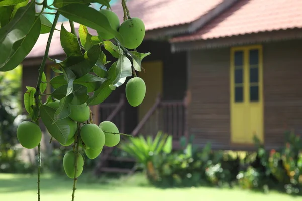 Mango ağacı olarak malay evin ön plan