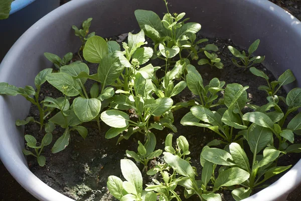 Bahçe ve ev arka bahçesinde organik sebze büyüyen.