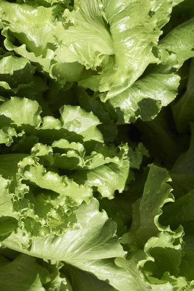 Bahçe ve ev arka bahçesinde organik sebze büyüyen.