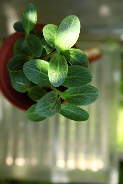 Close Plant Growth New Life — Stock Photo, Image