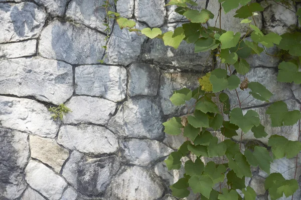 Asma yaprakları beyaz duvarda filizlerle