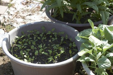 Bahçe ve ev arka bahçesinde organik sebze büyüyen.