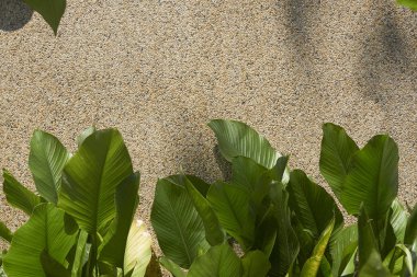 taş duvar ile yeşil yaprakları, yeşil çalılar çit ile binanın yan duvar