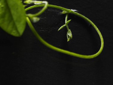 siyah zemin üzerine mavi bezelye çiçek