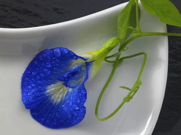 blue pea flower on black background