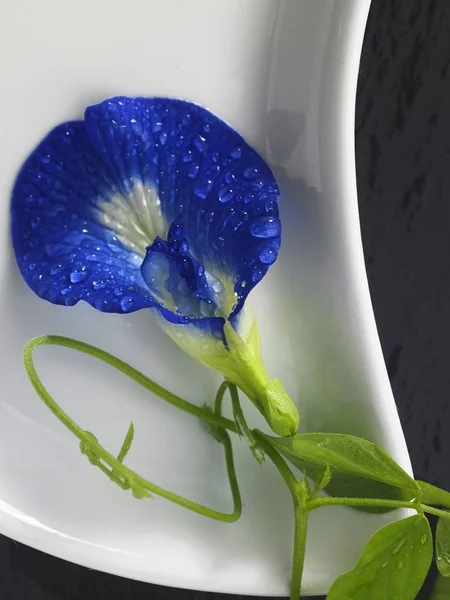 Синя Квітка Гороху Чорному Фоні — стокове фото