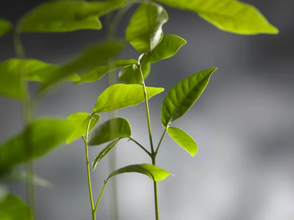 Sapling Tree Gray Background — Stock Photo, Image