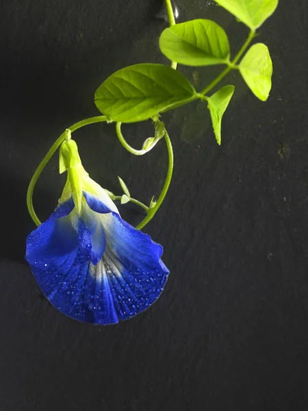 黒い背景に青い豆花 — ストック写真