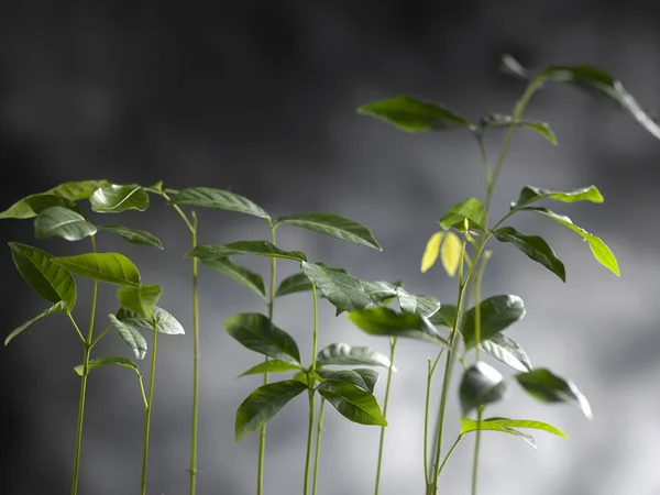 Planta Träd Grå Bakgrund — Stockfoto