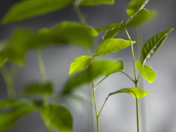 Planta Träd Grå Bakgrund — Stockfoto