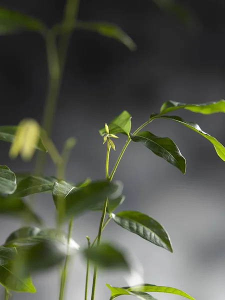 Planta Träd Grå Bakgrund — Stockfoto