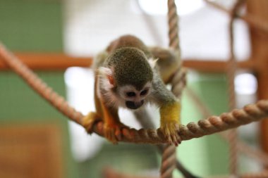 bir halat tırmanma maymun