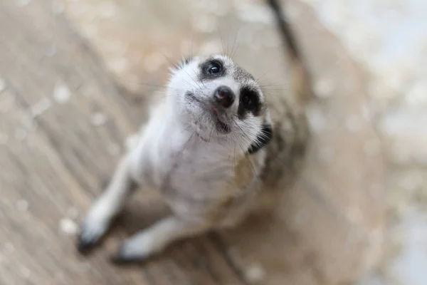 Meerkat 동물원 — 스톡 사진