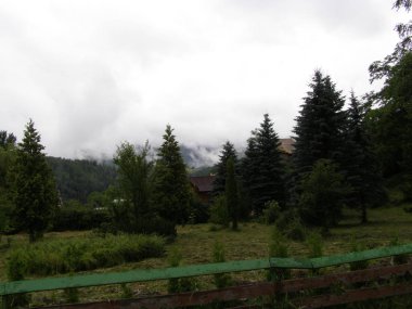 Karpatlar sis yeşil dağlarda