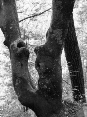 yosun ve Karpatlar ormanında kırık huş ağacı