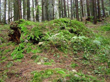 güzel yeşil orman ve Karpatlar yosun