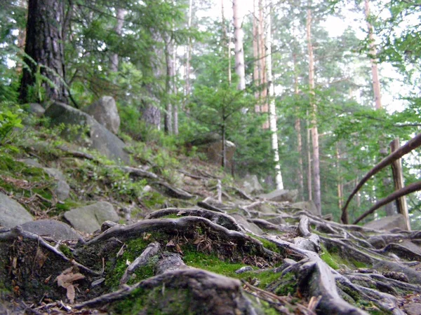 Moss Bouleaux Brisé Dans Une Forêt Dans Les Carpates — Photo