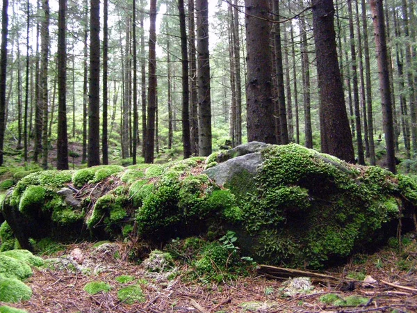 Beautiful Green Forest Moss Carpathians — Stock Photo, Image