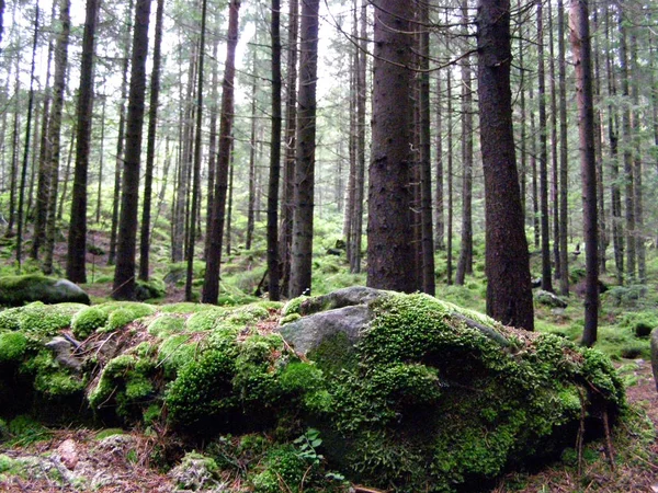 Bella Foresta Verde Muschio Nei Carpazi — Foto Stock