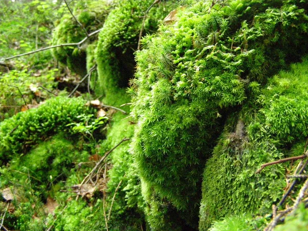 Hermoso Verde Musgo Las Piedras Bosque Los Cárpatos —  Fotos de Stock