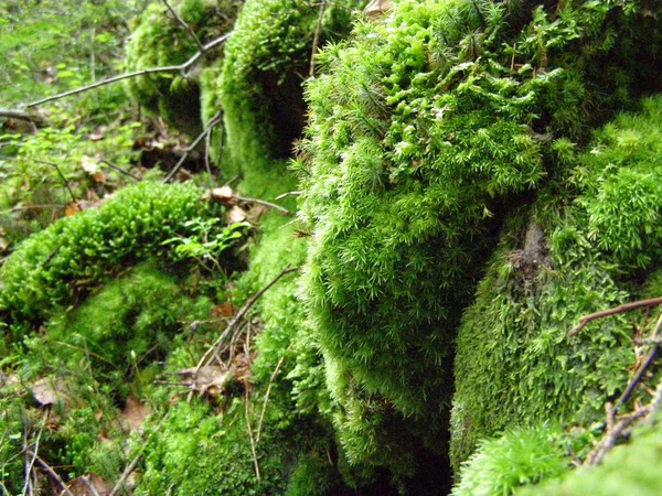 Hermoso Verde Musgo Las Piedras Bosque Los Cárpatos —  Fotos de Stock