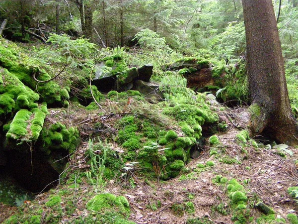 Hermoso Verde Musgo Las Piedras Bosque Los Cárpatos —  Fotos de Stock