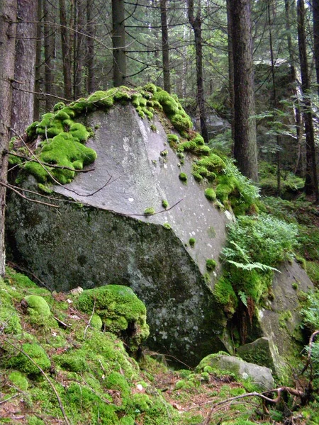 Hermosa Piedra Cubierta Musgo Bosque Los Cárpatos — Foto de Stock