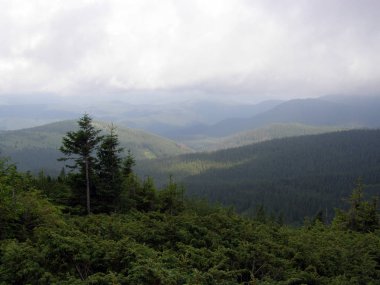 Dağlar ve Karpatlar Hoverla üst kısmında siste yeşil tepeler