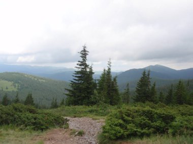 Dağlar ve Karpatlar Hoverla üst kısmında siste yeşil tepeler