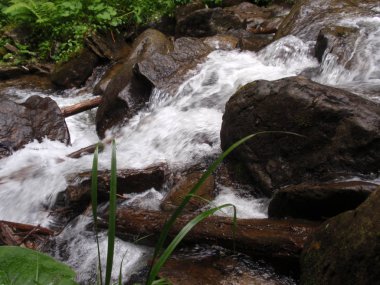 Dağ dere Goverla eteklerinde, Karpatlar yeşil ormanda yosun taşlarla arasında