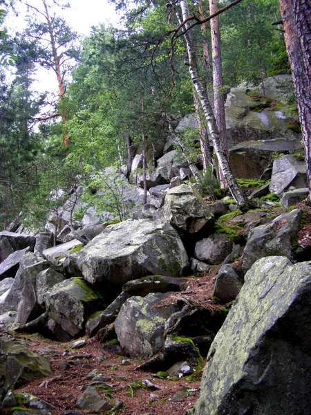 Enorme Piedra Abeto Camino Bosque Los Cárpatos — Foto de Stock