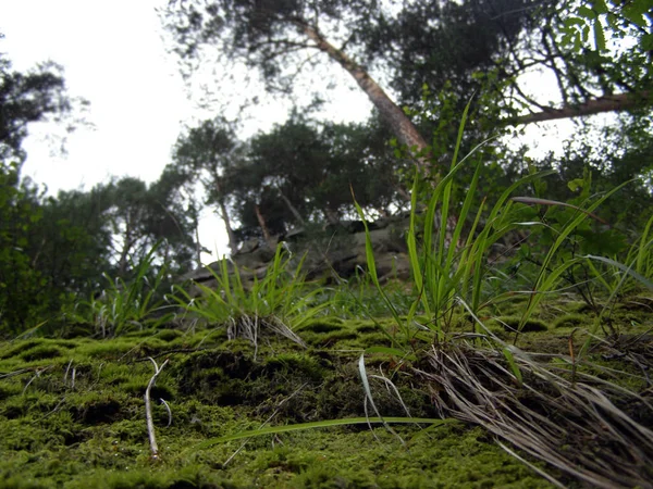 Pasto Verde Acantilado Bosque Los Cárpatos —  Fotos de Stock