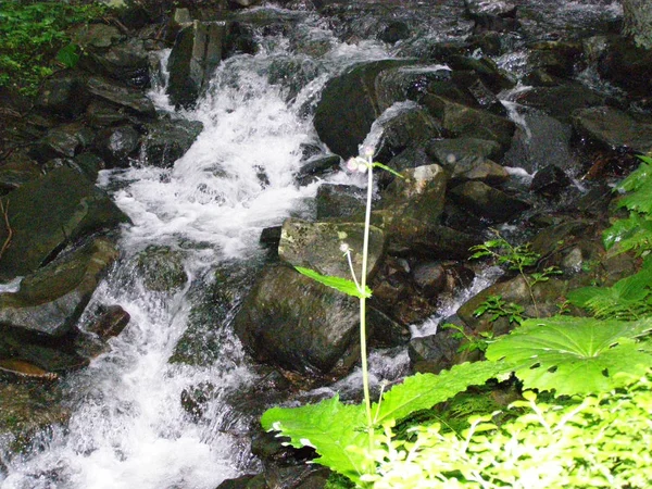 Horský Potok Mezi Kameny Mechem Zeleném Lese Karpatech Úpatí Goverla — Stock fotografie