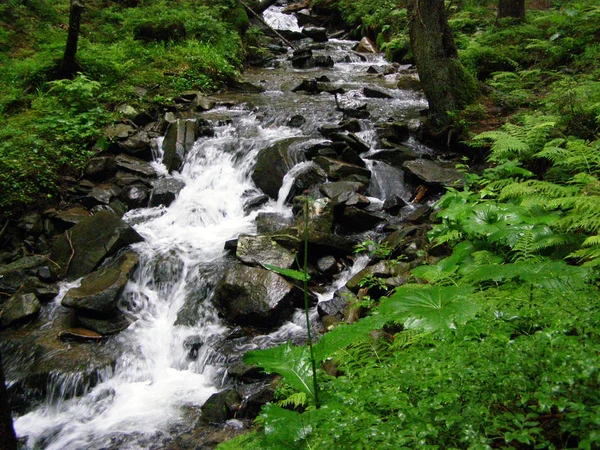 Ruscello Montagna Tra Pietre Con Muschio Nel Verde Della Foresta — Foto Stock