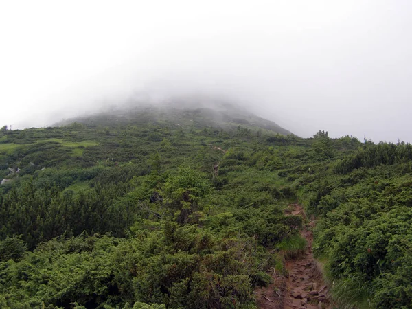 Montagnes Collines Verdoyantes Dans Brouillard Sommet Hoverla Dans Les Carpates — Photo