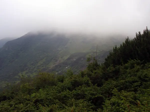 Berge Und Grüne Hügel Nebel Auf Dem Gipfel Des Hoverla — Stockfoto