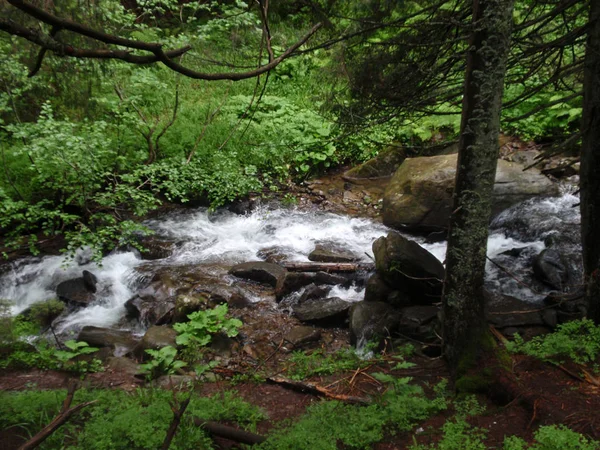 Ruscello Montagna Tra Pietre Con Muschio Nel Verde Della Foresta — Foto Stock