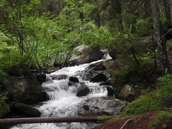 Ruscello Montagna Tra Pietre Con Muschio Nel Verde Della Foresta — Foto Stock