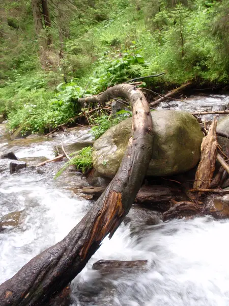 Horský Potok Mezi Kameny Mechem Zeleném Lese Karpatech Úpatí Goverla — Stock fotografie