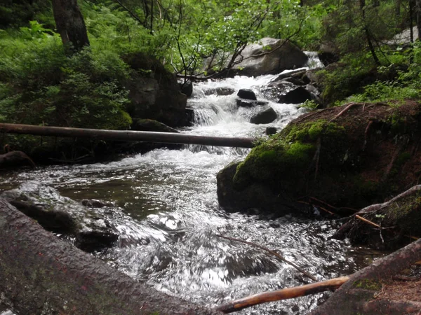 Arroyo Montañoso Entre Las Piedras Con Musgo Verde Bosque Los — Foto de Stock