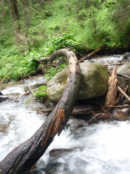 Ruscello Montagna Tra Pietre Con Muschio Nel Verde Della Foresta — Foto Stock