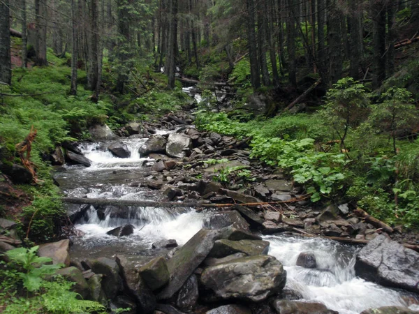 Ruscello Montagna Tra Pietre Con Muschio Nel Verde Della Foresta — Foto Stock