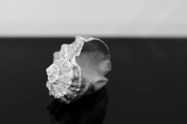 Cockleshell kabuk rapana masanın üzerine siyah ayna arka planda yansıtılır